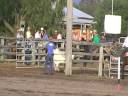 \"Saltriver Rea\" Wins Qulity Open Campdraft 2008
