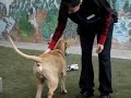Lloyd would love to have a home for Christmas.wmv