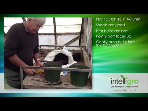 how to fertilize iris bulbs