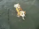 corgi,dog,Goro
