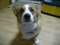Goro@Welsh corgi pembroke [Short Version]