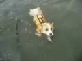 Goro@Welsh corgi pembroke [Short Version]
