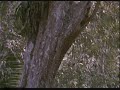 Predator Cloak Test