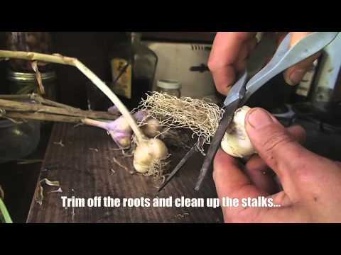 how to harvest yams