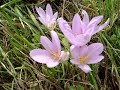 COLCHICUM  AUTUMNALE