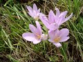 COLCHICUM  AUTUMNALE