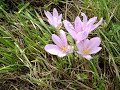 COLCHICUM  AUTUMNALE
