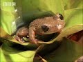 plant life & birds work in partnership in the jungle to nurture the amazon, whilst bears only native to this part of the world get a climbing lesson.  from the bbc.
