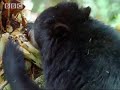 plant life & birds work in partnership in the jungle to nurture the amazon, whilst bears only native to this part of the world get a climbing lesson.  from the bbc.