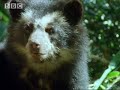 plant life & birds work in partnership in the jungle to nurture the amazon, whilst bears only native to this part of the world get a climbing lesson.  from the bbc.