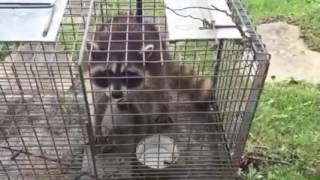 Trapper Adair Living on the Wild Side with a frisky young raccoon at Lake of the Ozark