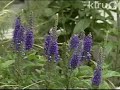 Ivan Spaller: Central Texas Gardener, KLRU Ivan Spaller: Central Texas Gardener, KLRU