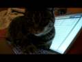 Rainbow The Cat.
