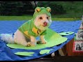 scary halloween pets and Chumbawamba - Tubthumping