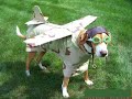 scary halloween pets and Chumbawamba - Tubthumping
