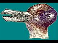 shringator productions: illusions part 1