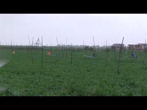 how to harvest kangkong