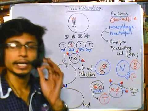 how to get more killer t cells