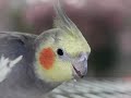 Dave Cockatiel Died RIP Bird Parrott Missed