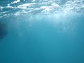 dolphin @ Tioman dolphin @ Tioman
