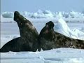 Hooded Seals