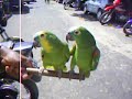 papagaio na feira do parque piaui.vende tedo ate peixes ornamentais no domingo cin amador EDSON MUNIZ edsonmuniz12@hotmail.com 