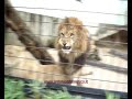 LIONS IN LOVE