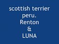 scottish terrier peru scottish terrier peru