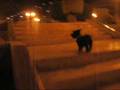 scottish terrier peru