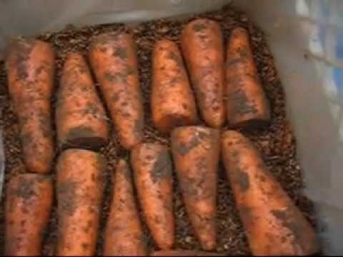 how to harvest and store carrots