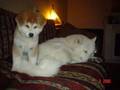 Akita Inu video