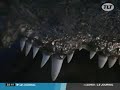 TLT Toulouse - Un crocodile du Nil au museum d\