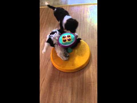 Dallas and sit N spin. Favorite toy while playing with his all boy brothers!