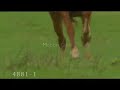 wild horses