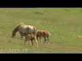 chevaux sauvages