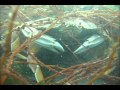Spearfishing Halibut in Northern California