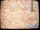 Video Spencer Tunick Ciudad de Mexico Zocalo Desnudo
