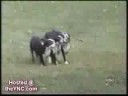 Perros graciosos