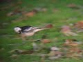 LAVANDERA YARRELLII / PIED WAGTAIL YARRELLII