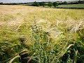 Brampton Valley Way, Bearded Wheat And Fat Hen Brampton Valley Way, Bearded Wheat And Fat Hen