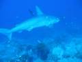 Hammerhead Shark Darwin's Arch - Galapagos Islands