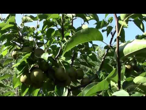 how to fertilize asian pear trees