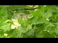 Triveneto Enduro Mansu� 2008 Stragliotto