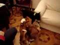 Basenji video