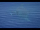 September 2008 Boat Based Observations