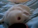 tintin pas bien dort