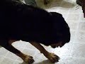 LOLA MAE