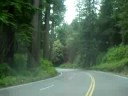 REDWOODS CALIFORNIA,SOUTHWAY TO SAN FRANSISCO REDWOODS CALIFORNIA,SOUTHWAY TO SAN FRANSISCO