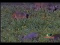 Mossy Oak - 7 Bucks In A Gathering Mossy Oak - 7 Bucks In A Gathering