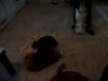 videos de Video en casa de el trio